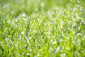 gras gr