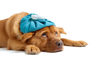 zieke hond gr
