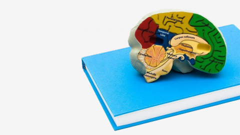 bigstock-Studying-Healthcare-8156572.jpg Miniatuurvoorbeeld